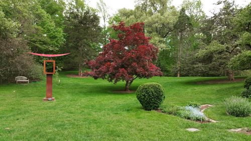 Trees in park