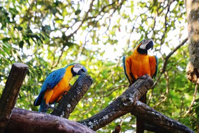 Close-up of parrot perching on tree