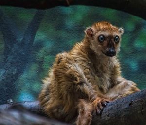 Portrait of lion sitting outdoors