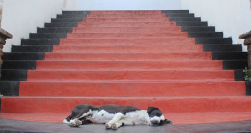 Dogs sleeping on staircase against wall