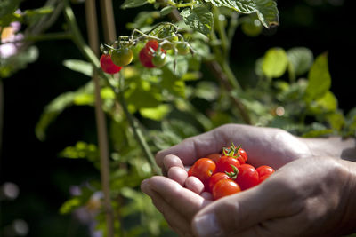 Close-up of hand holding fruits