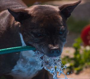 Close-up of dog drinking water from hose