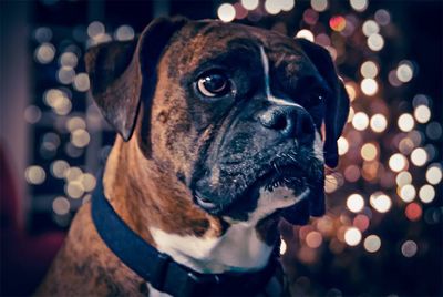 Close-up of dog looking away