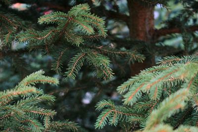 Close-up of pine tree in forest during winter