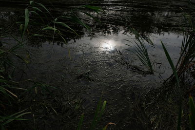 High angle view of lake in forest