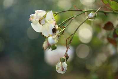 Close-up of cherry blossom