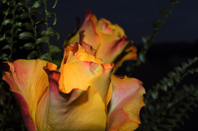 Close-up of orange rose flower