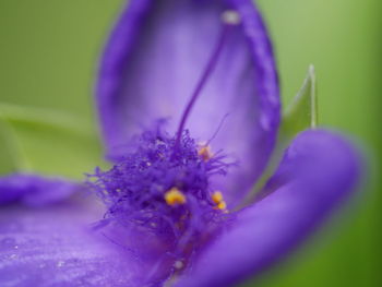 Close-up of purple flower