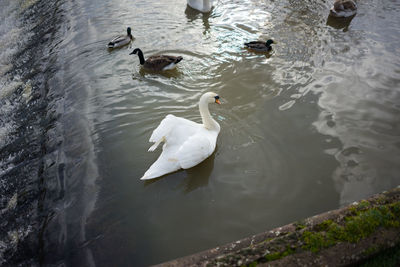 High angle view of swans swimming in lake