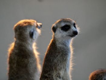 meerkat