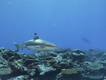 Fish swimming in sea