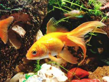 Close-up of fish swimming in sea