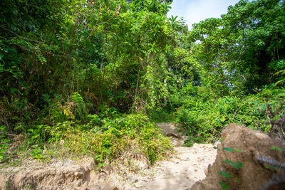 Plants and trees in forest