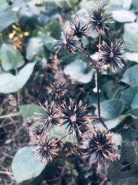 Close-up of wilted flower on field