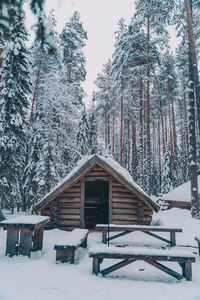 Snow covered land and trees in forest