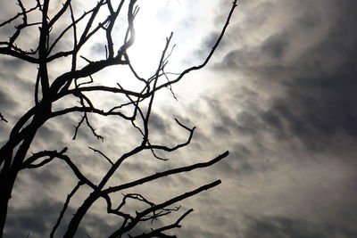 Low angle view of bare tree against sky
