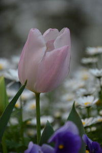 Close-up of pink tulip