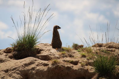 View of bird on rock against sky