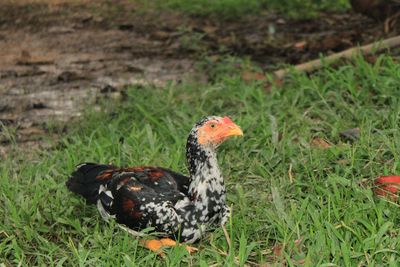 Close-up of a bird on field