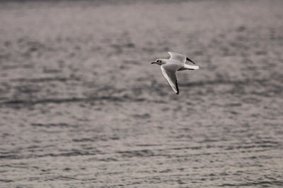 Seagull flying in the sea