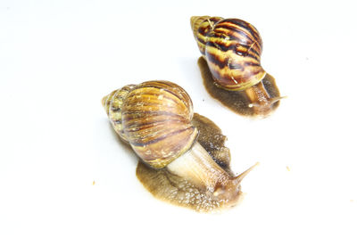 High angle view of shell on white background