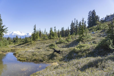 Scenic view of trees on landscape against sky