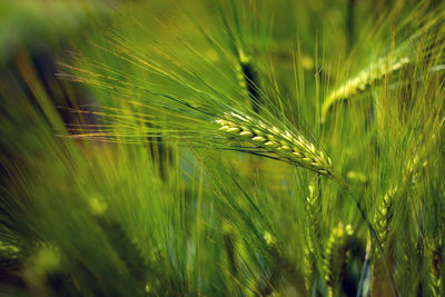 Close-up of wheat growing on field