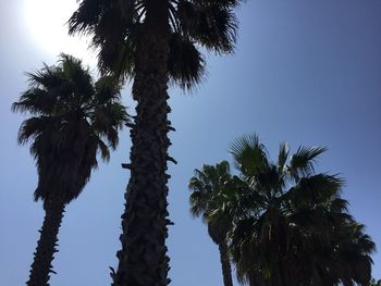 Low angle view of palm trees against clear sky