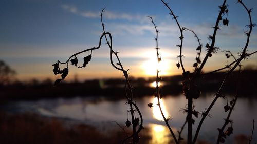 Close-up of silhouette plants against lake during sunset