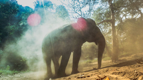 View of elephant