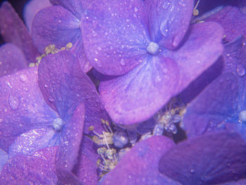 Close-up of wet purple flower