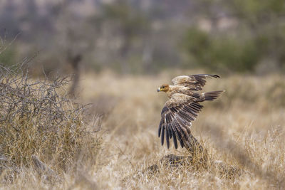 Bird flying in a field