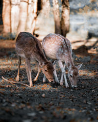 Deer standing on field