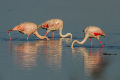 Flamingos drinking water in lake