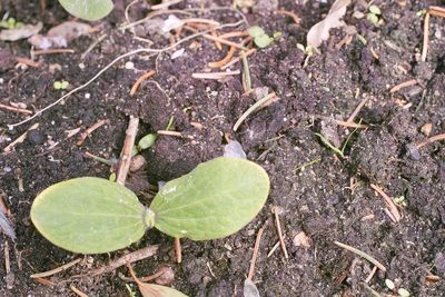 High angle view of leaves on field
