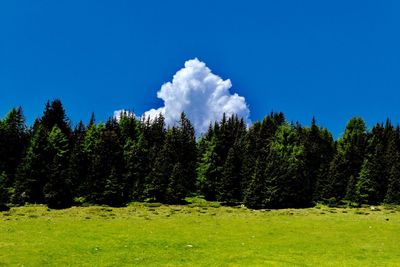 Trees growing in forest against blue sky