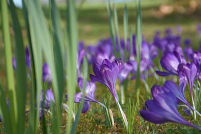 Close-up of purple crocus flowers on field