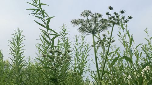 Low angle view of fresh green plants against sky