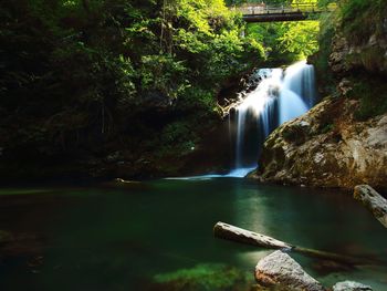 Scenic view of waterfall in forest