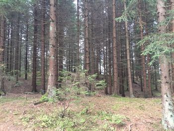 Pine trees in forest