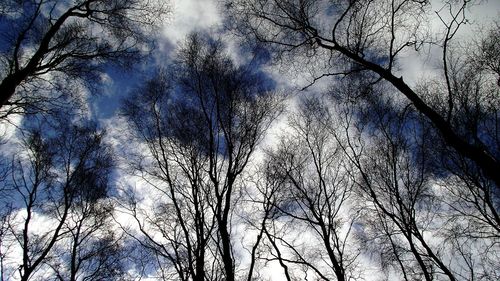 Low angle view of trees against sky