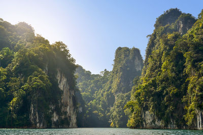 Panoramic shot of trees by sea against clear sky