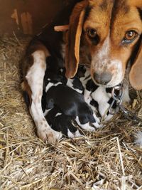 Willow and her puppies 