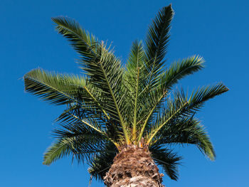 Low angle view of palm tree against blue sky