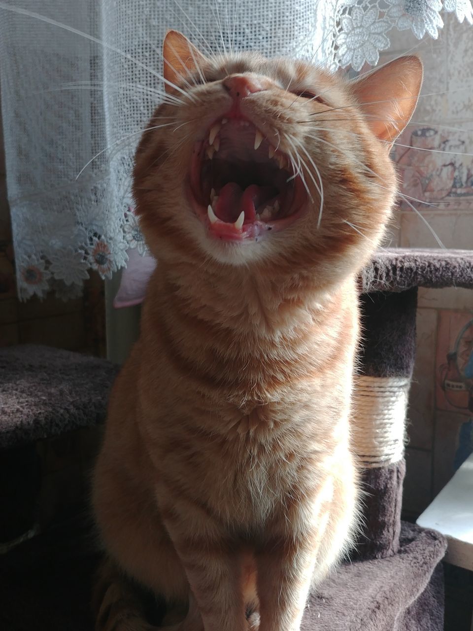 mammal, domestic, animal themes, animal, domestic animals, one animal, pets, domestic cat, feline, vertebrate, cat, mouth open, mouth, no people, yawning, whisker, close-up, facial expression, animal behavior, indoors, animal mouth