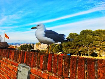 Seagull perching on retaining wall against sky