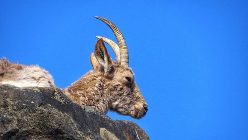 Low angle view of animal on rock against blue sky