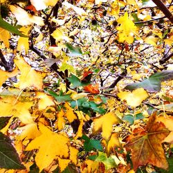 Close-up of yellow maple leaves on tree