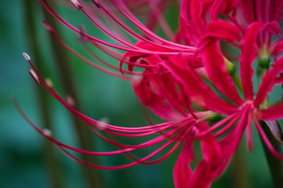 Close-up of red flowering plant