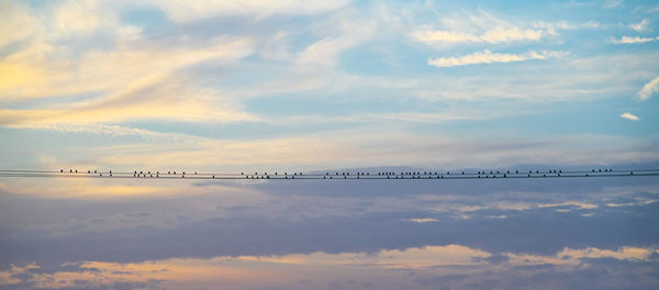 Scenic view of birds on a wire against sky during sunset